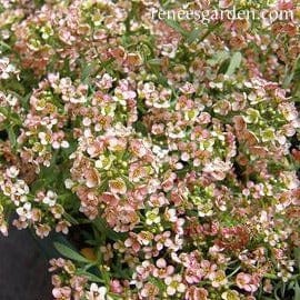 Alyssum Summer Peaches - Renee's Garden - Image 3
