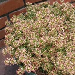 Alyssum Summer Peaches - Renee's Garden - Image 4