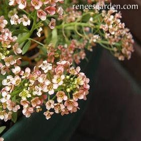 Alyssum Summer Peaches - Renee's Garden - Image 5