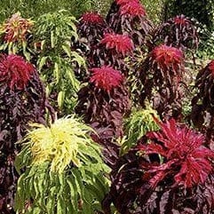 Amaranth Cinco de Mayo - Renee's Garden - Image 2