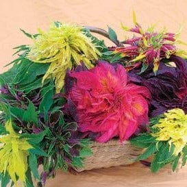 Amaranth Cinco de Mayo - Renee's Garden - Image 3
