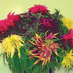 Amaranth Cinco de Mayo - Renee's Garden - Image 4