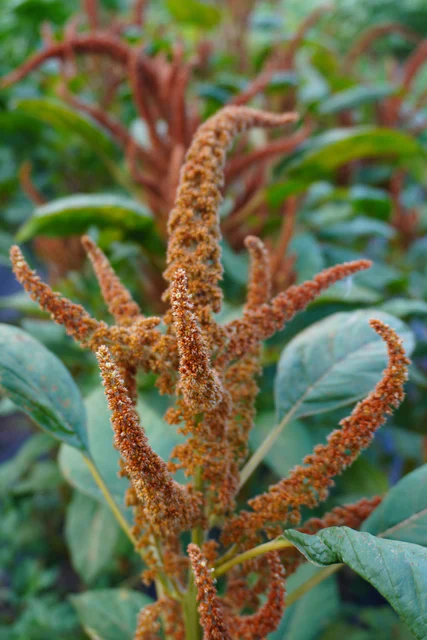Amaranth Hot Biscuits - West Coast Seeds - Image 2