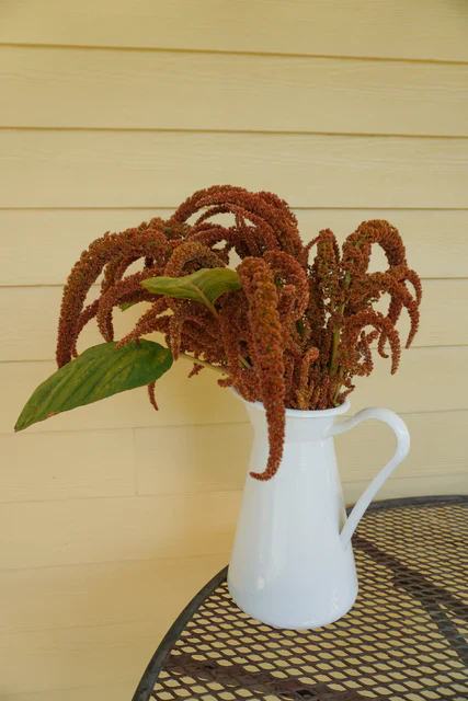 Amaranth Hot Biscuits - West Coast Seeds - Image 3
