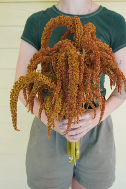 Amaranth Hot Biscuits - West Coast Seeds - Image 4