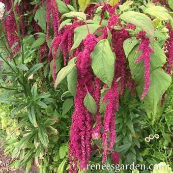 Amaranth Love Lies Bleeding - Cornucopia Seeds