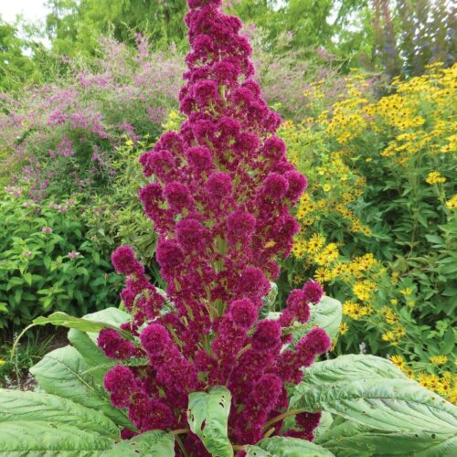 Amaranth Red Garnet International - Aimers Seeds - Image 2