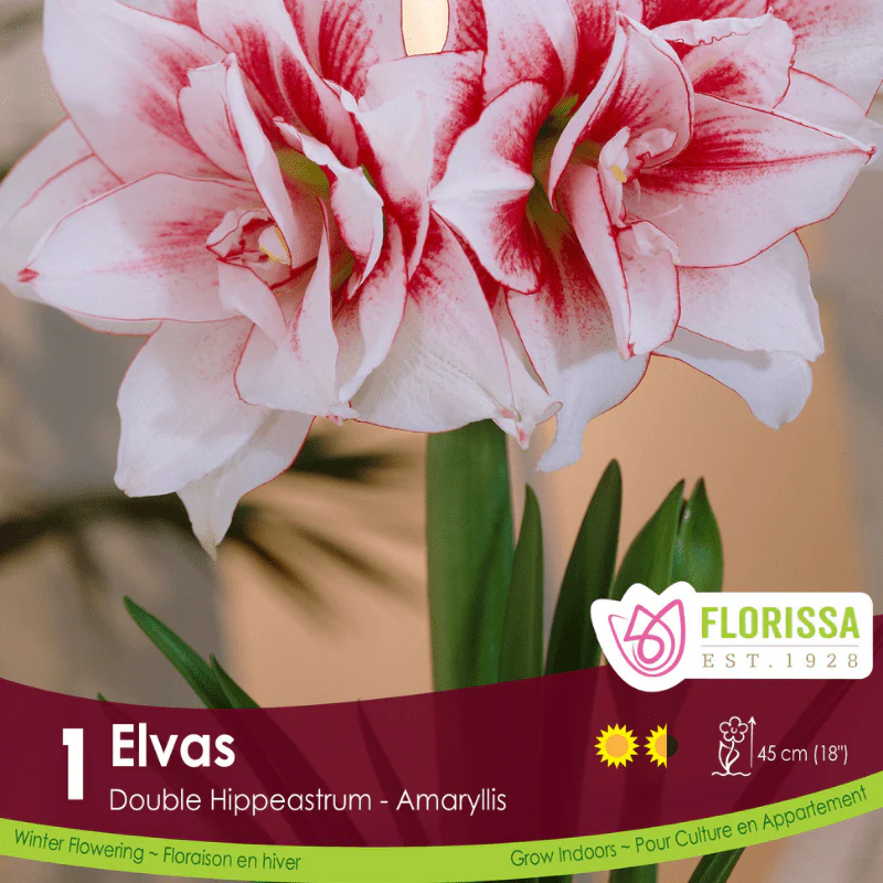 Amaryllis - Elvas