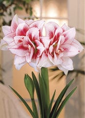 Amaryllis - Elvas - Image 2