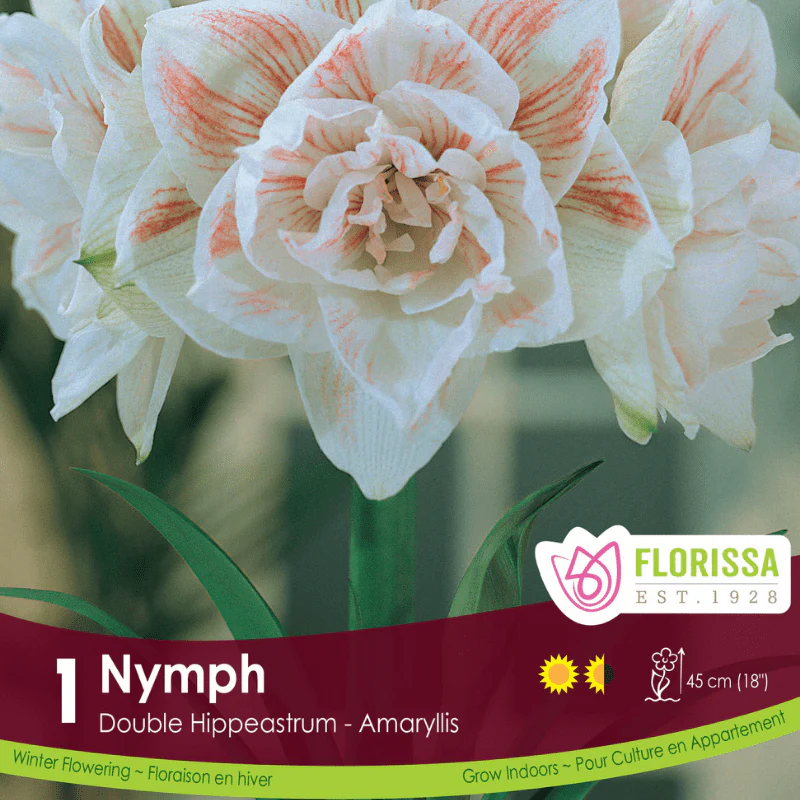 Amaryllis - Nymph