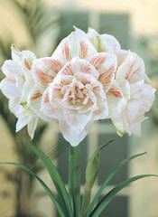 Amaryllis - Nymph - Image 2