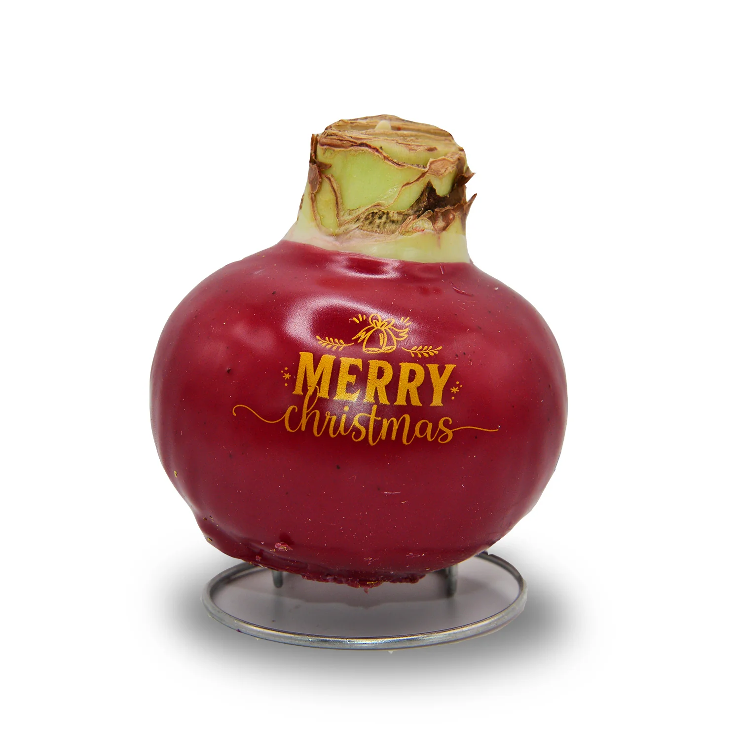 Waxed Amaryllis Holiday Message - Red Bloom - Image 2