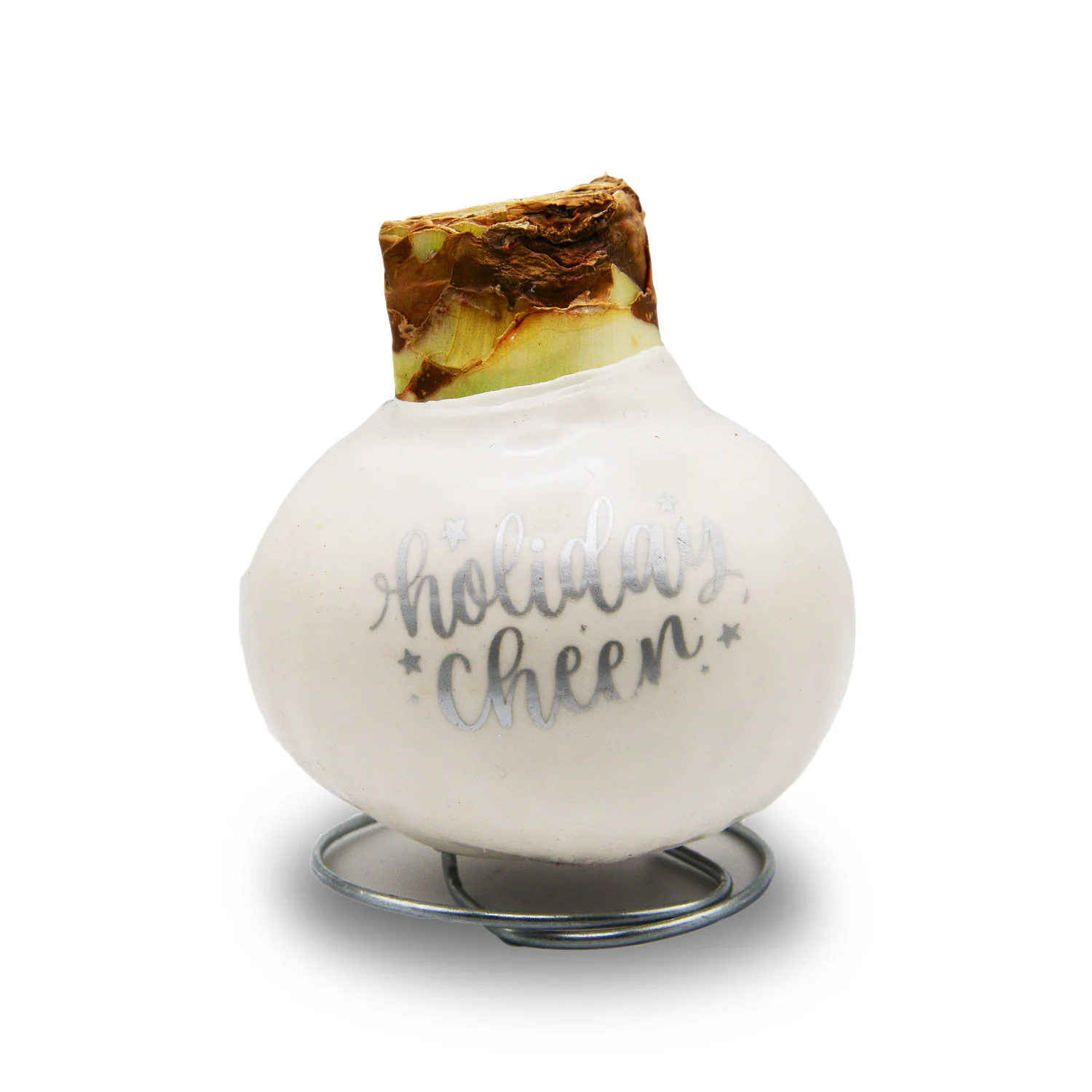 Waxed Amaryllis Holiday Message - Red Bloom - Image 3