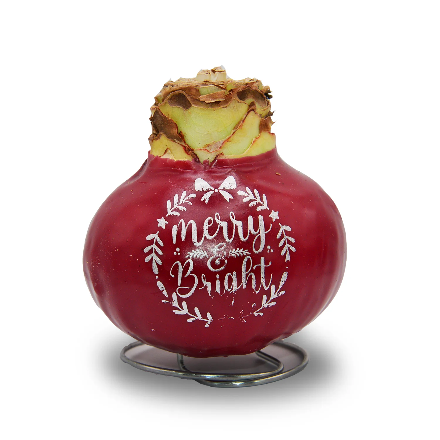 Waxed Amaryllis Holiday Message - Red Bloom - Image 4