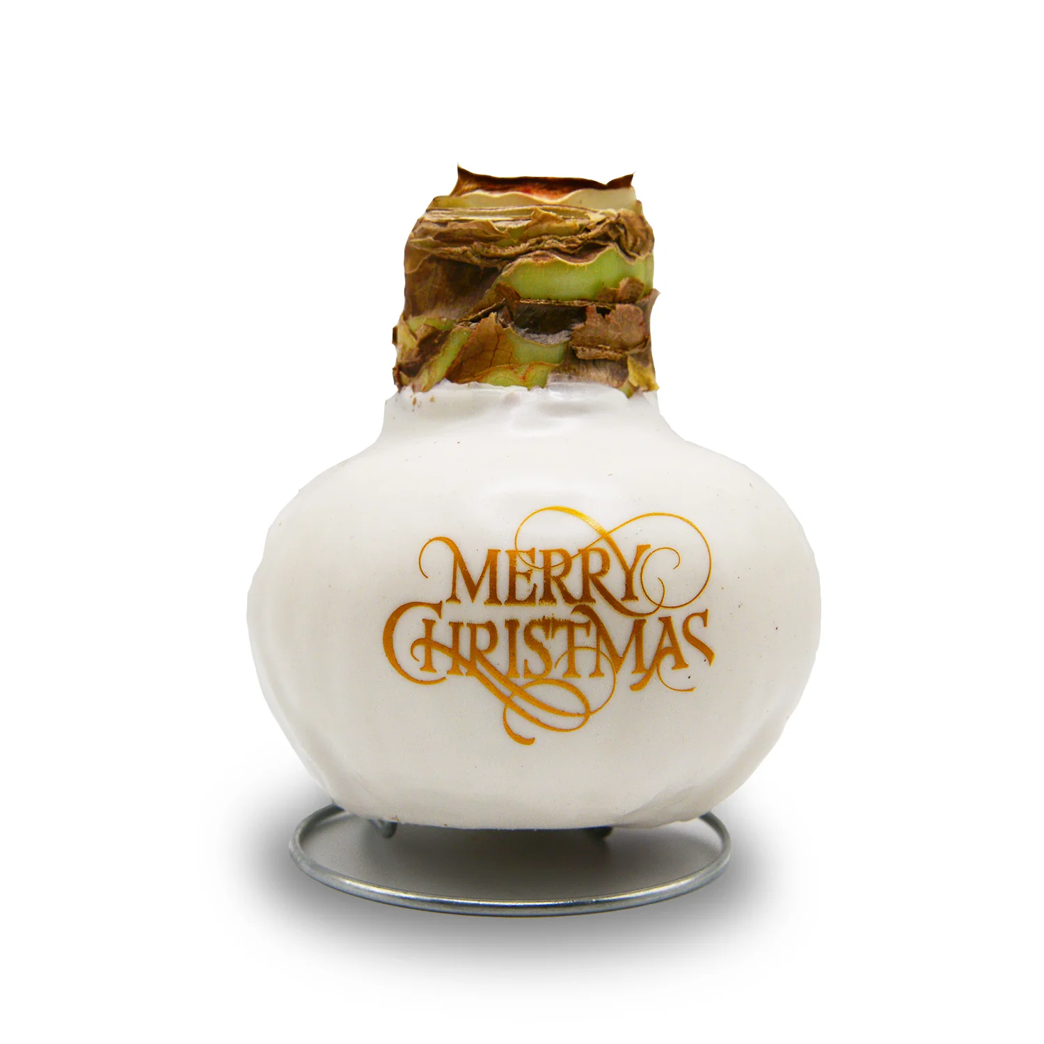 Waxed Amaryllis Holiday Message - Red Bloom - Image 5