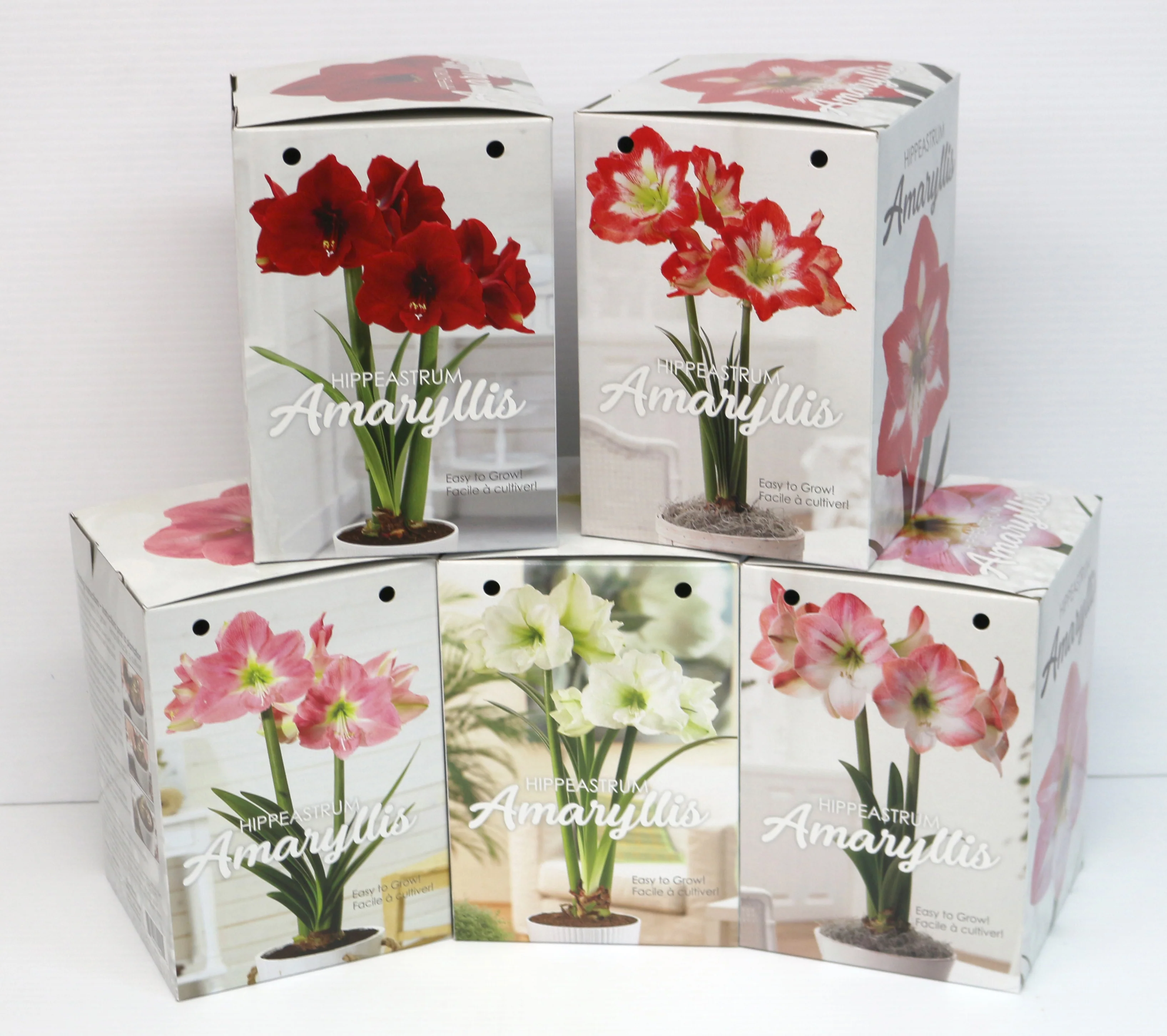 Amaryllis Gift Kit - Image 4