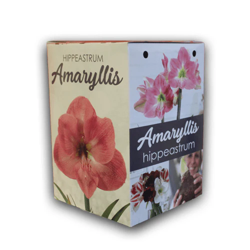 Amaryllis Gift Kit - Image 5