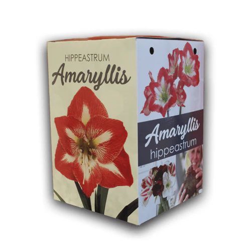 Amaryllis Gift Kit - Image 6