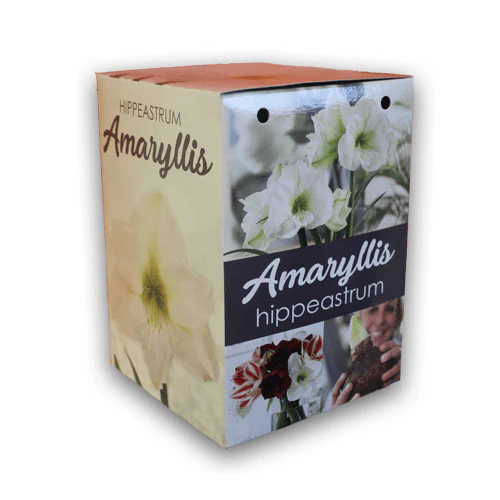 Amaryllis Gift Kit - Image 7