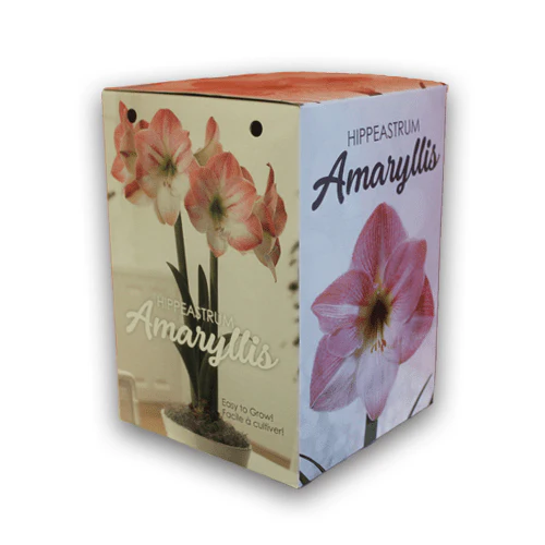 Amaryllis Gift Kit - Image 8