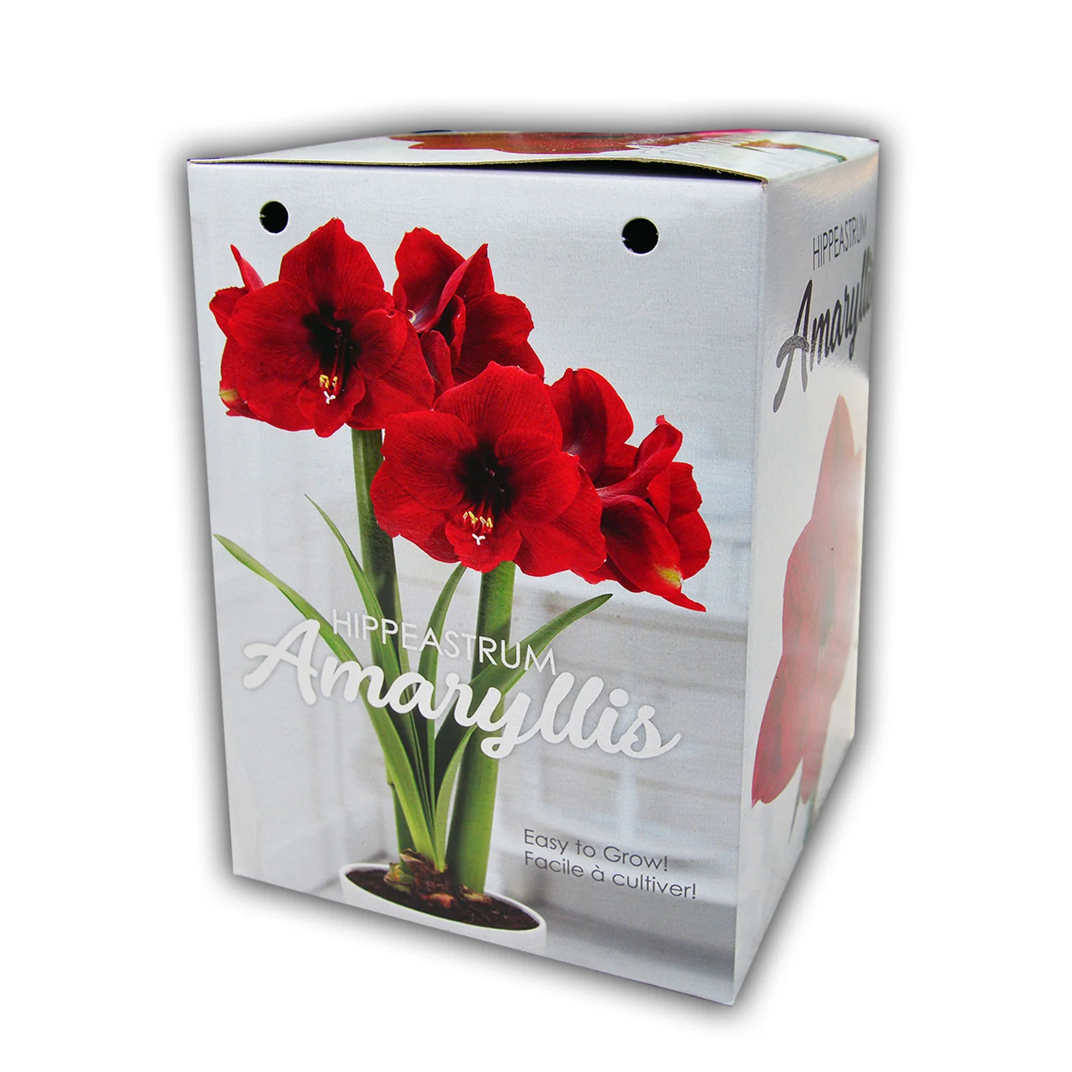 Amaryllis Gift Kit - Image 9