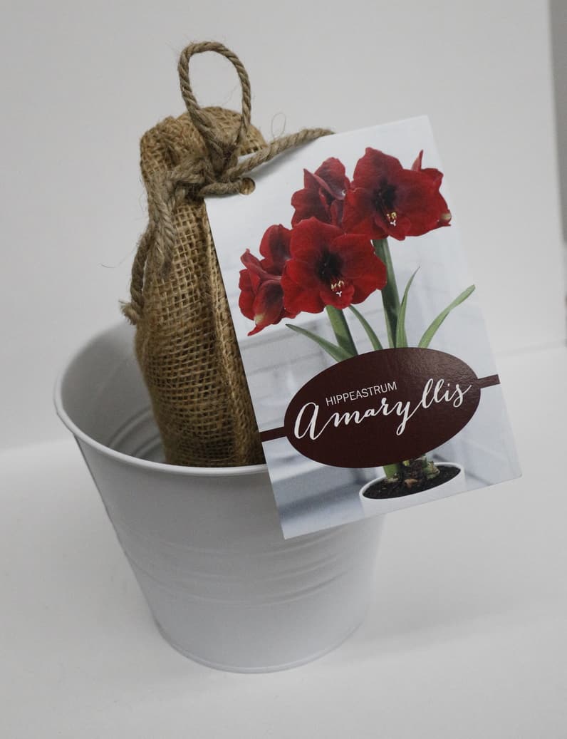 Amaryllis Nature's Blooms