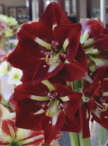 Amaryllis - Barbados, Novelty - Image 2