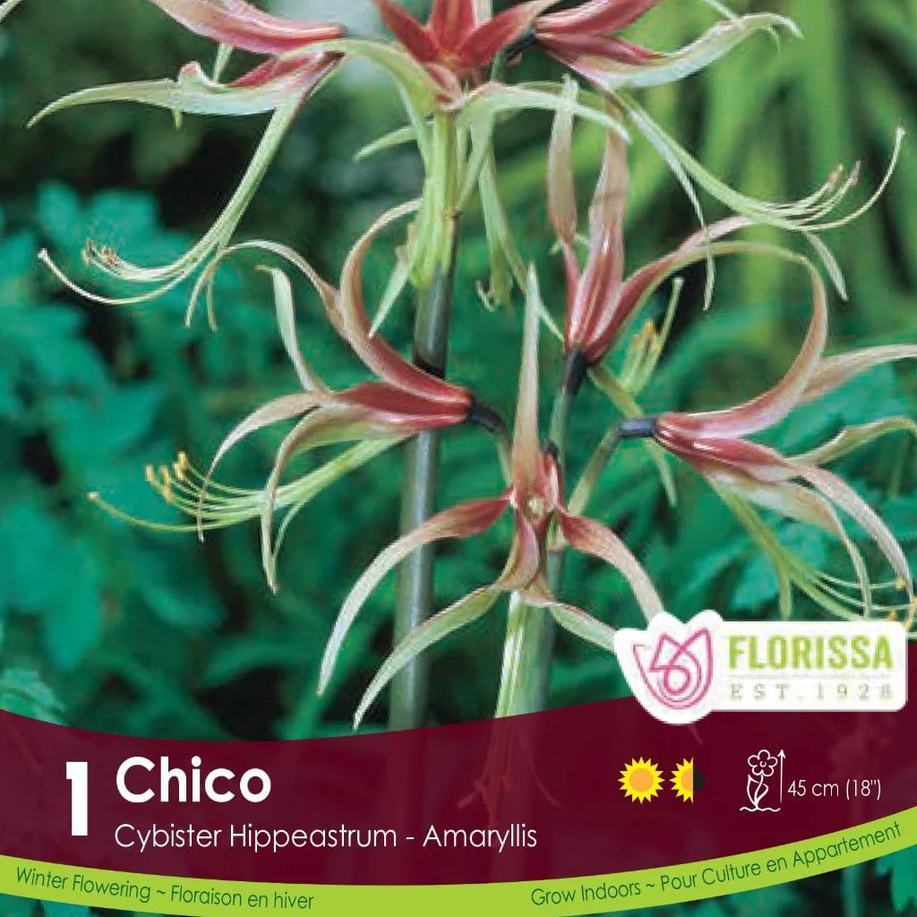 Amaryllis - Chico, Novelty