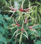 Amaryllis - Chico, Novelty - Image 2
