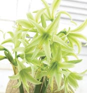 Amaryllis - Evergreen, Novelty - Image 2