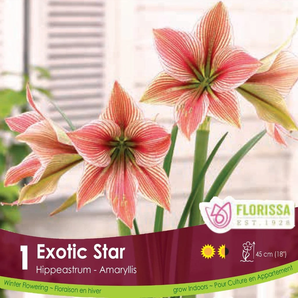 Amaryllis - Exotic Star, Novelty