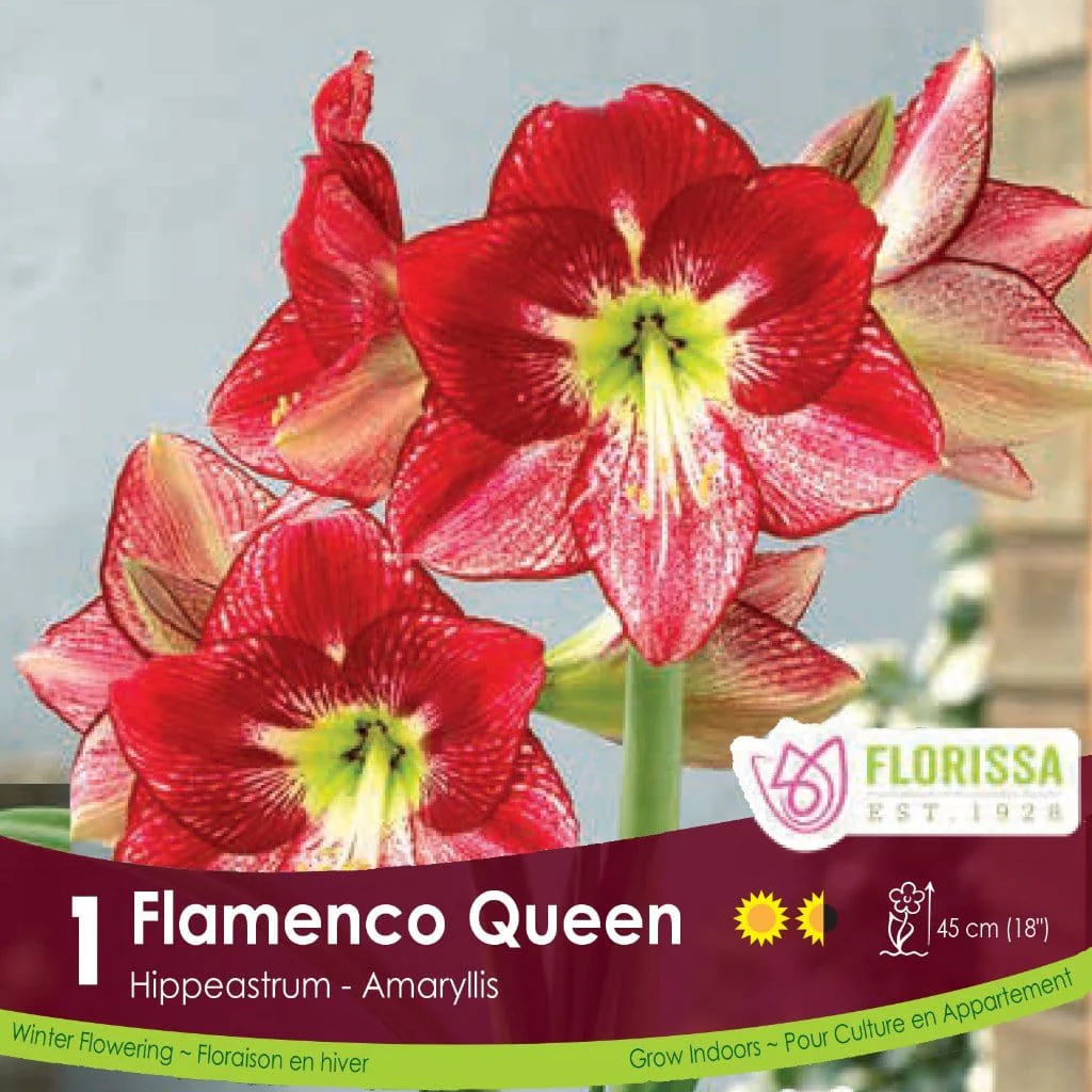 Amaryllis - Flamenco Queen, Novelty