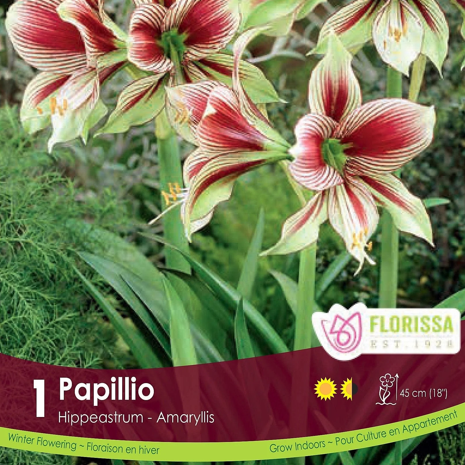 Amaryllis - Papillio, Novelty