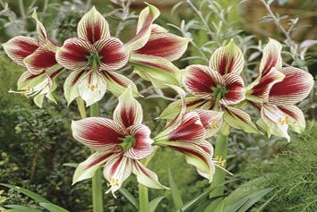 Amaryllis - Papillio, Novelty - Image 2