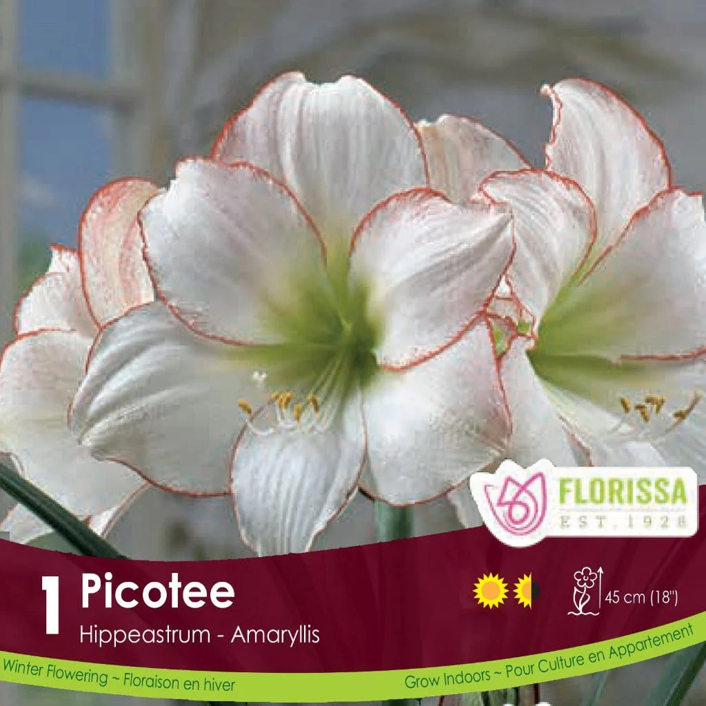 Amaryllis - Picotee, Novelty