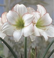 Amaryllis - Picotee, Novelty - Image 2