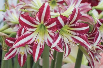 Amaryllis - Santiago, Novelty - Image 2