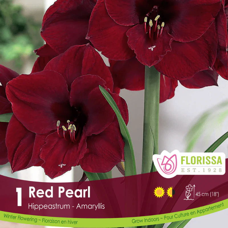 Amaryllis - Red Pearl