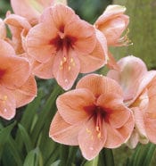Amaryllis - Rilona - Image 2
