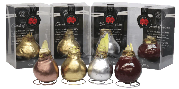 Amaryllis Bulbs, Waxed - White Flowering (packaged)