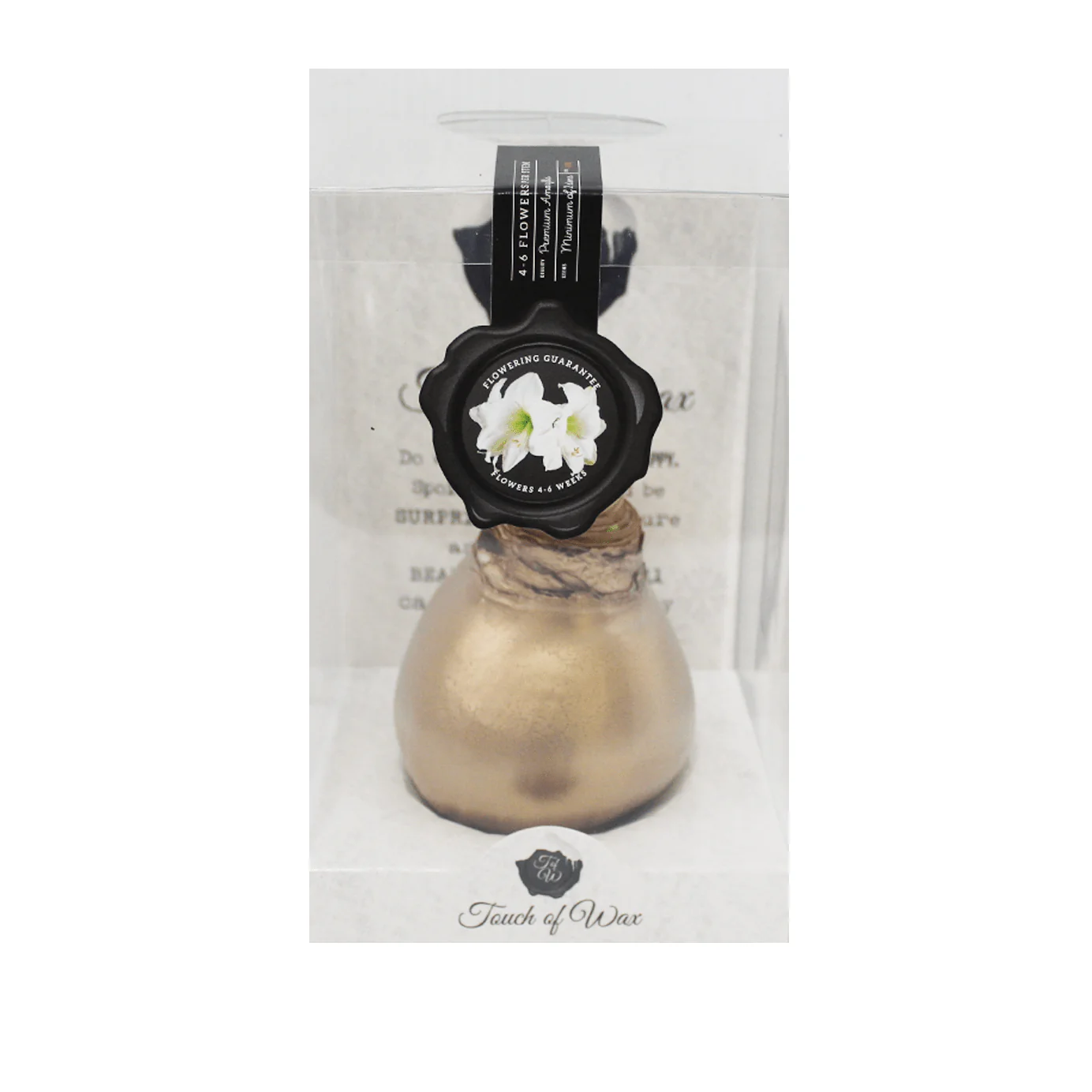 Amaryllis Bulbs, Waxed - White Flowering (packaged) - Image 2