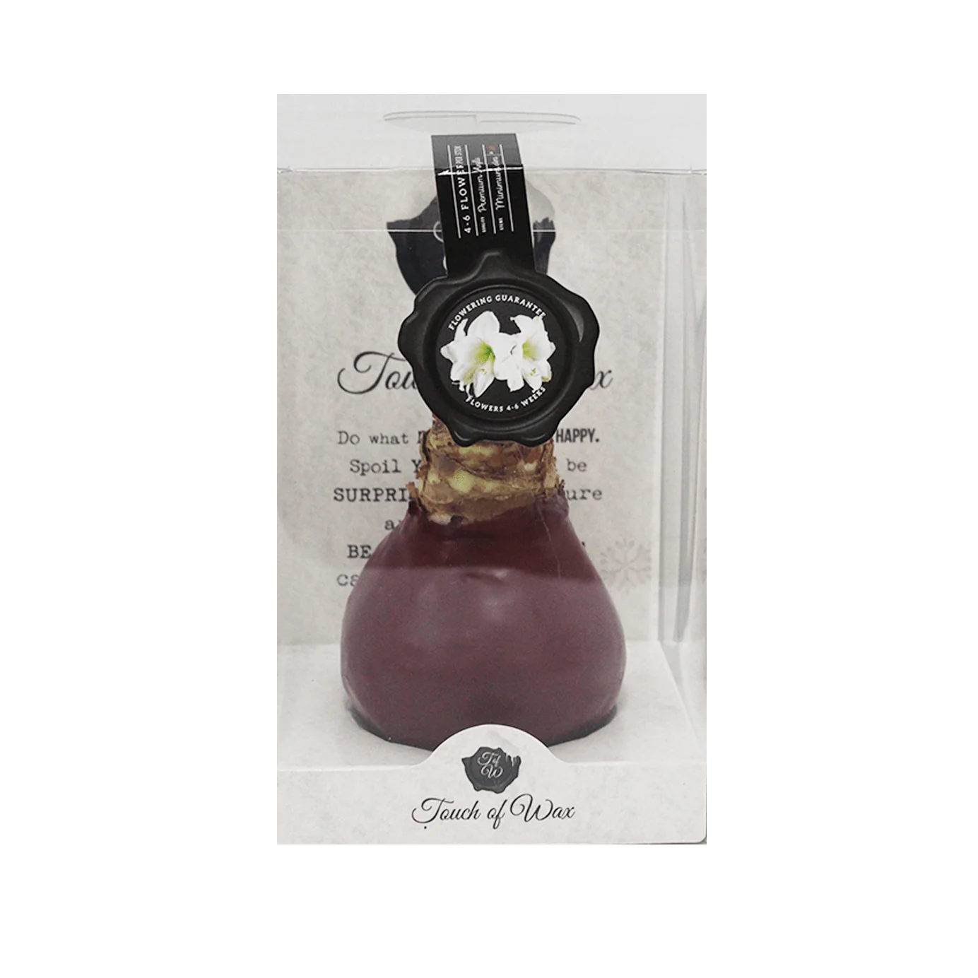 Amaryllis Bulbs, Waxed - White Flowering (packaged) - Image 3