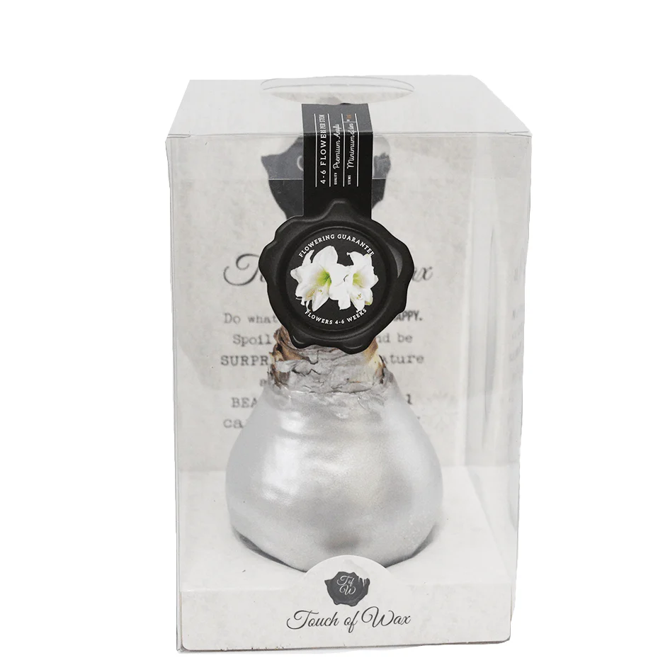 Amaryllis Bulbs, Waxed - White Flowering (packaged) - Image 4