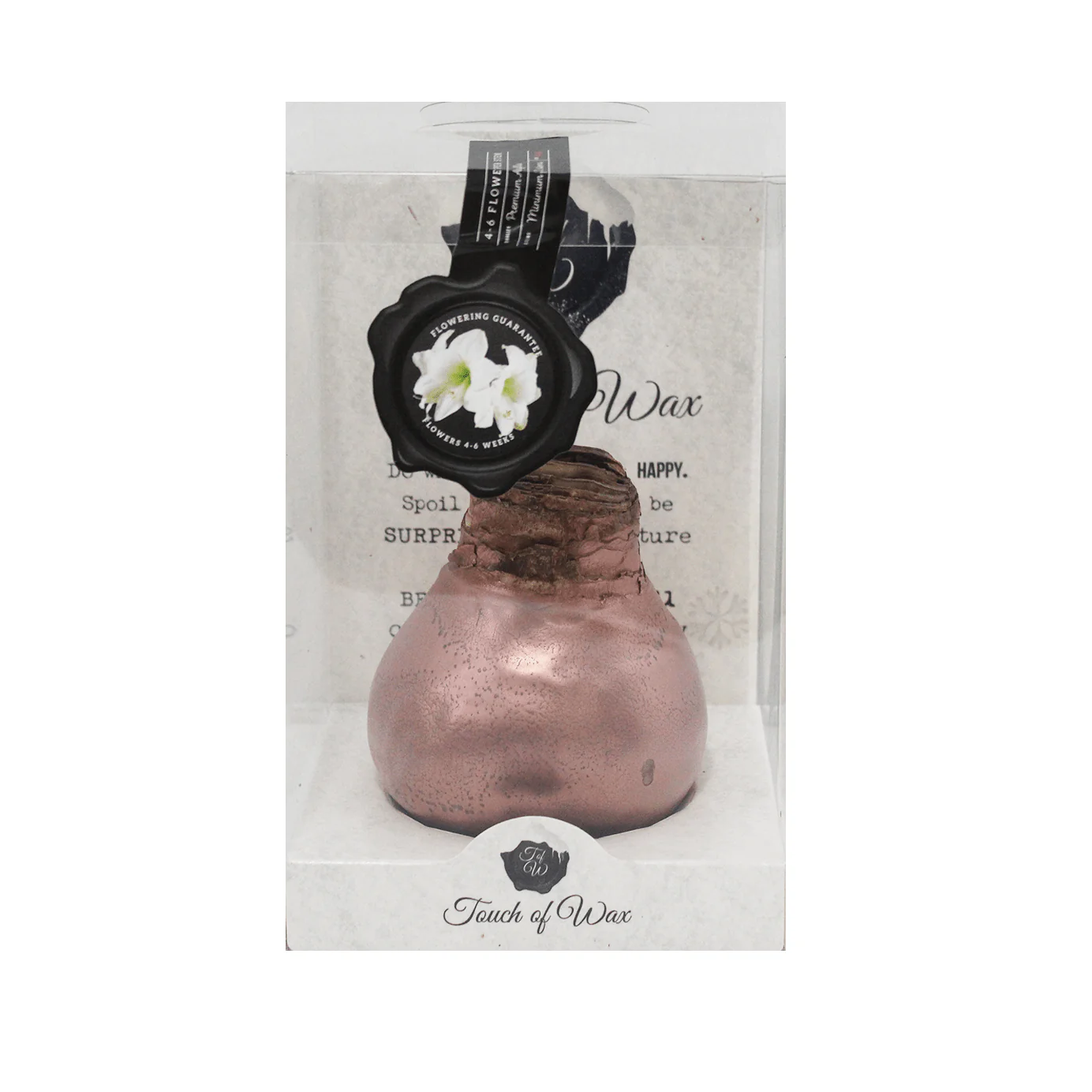 Amaryllis Bulbs, Waxed - White Flowering (packaged) - Image 5