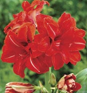Amaryllis - Blitzen - Image 2