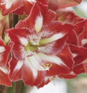 Amaryllis - Comet - Image 2