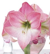 Amaryllis - Dasher - Image 2