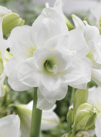 Amaryllis - Donner - Image 2