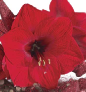 Amaryllis - Rudolph - Image 2