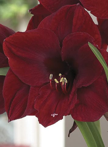 Amaryllis - Vixen - Image 2